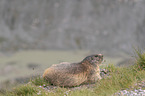 lying Marmot