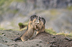 fighting Marmots