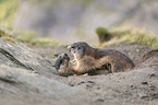 fighting Marmots