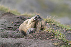 fighting Marmots