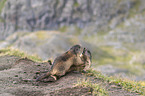 fighting Marmots