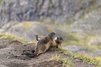 fighting Marmots