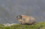 standing Marmot