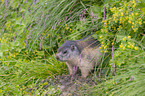 standing Marmot