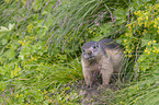 standing Marmot