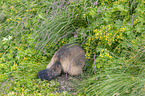 burrow Marmot