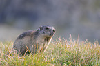 standing Marmot