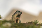 sitting Marmot