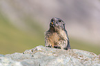 Marmot