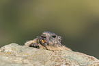 lying Marmot