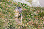 sitting Marmot