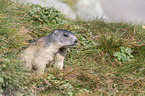 sitting Marmot