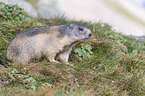 standing Marmot