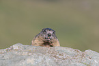 Marmot portrait