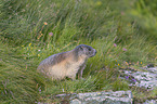 sitting Marmot