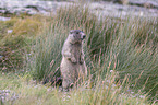 sitting Marmot