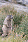 sitting Marmot