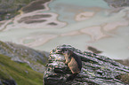 sitting Marmot