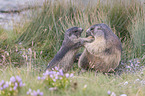 fighting Marmot