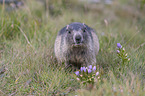 walking Marmot