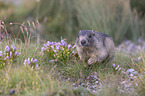 walking Marmot