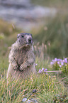 sitting Marmot