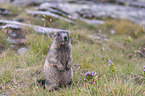 sitting Marmot