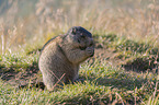 sitting Marmot