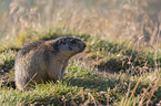 sitting Marmot