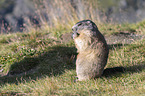 sitting Marmot