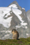 sitting Marmot