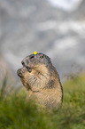 Marmot with flower on the head