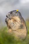 Marmot with flower on the head