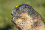 Marmot with flower on the head