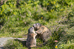 alpine marmots