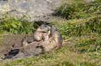 alpine marmots