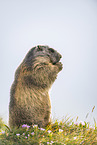 alpine marmot