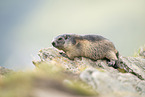 alpine marmot