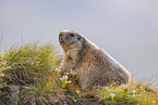 alpine marmot