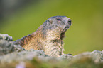 alpine marmot