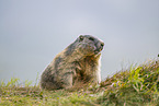 alpine marmot