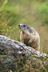 alpine marmot