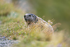 alpine marmot