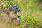 alpine marmot