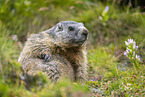 alpine marmot