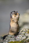 alpine marmot