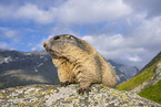 alpine marmot