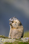alpine marmot
