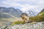alpine marmot