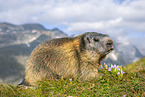 alpine marmot